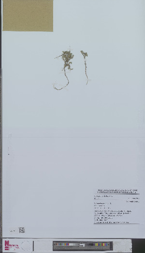  (Scleranthus annuus annuus - L 0894158)  @11 [ ] CreativeCommons - Attribution Non-Commercial Share-Alike (2012) Naturalis Biodiversity center Naturalis Biodiversity center