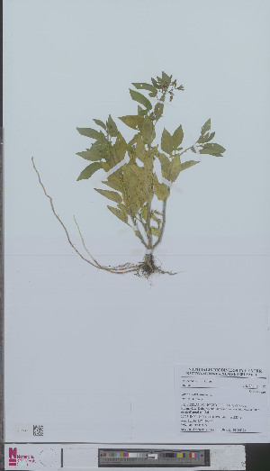 (Solanum dulcamara - L 0894437)  @11 [ ] CreativeCommons - Attribution Non-Commercial Share-Alike (2012) Naturalis Biodiversity center Naturalis Biodiversity center