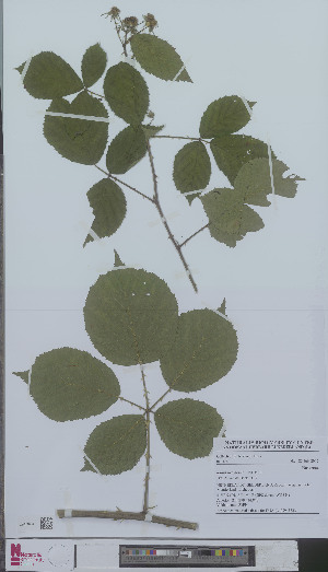  (Rubus nemoralis - L 0894582)  @11 [ ] CreativeCommons - Attribution Non-Commercial Share-Alike (2012) Naturalis Biodiversity center Naturalis Biodiversity center