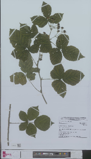  (Rubus calviformis - L 0894581)  @11 [ ] CreativeCommons - Attribution Non-Commercial Share-Alike (2012) Naturalis Biodiversity center Naturalis Biodiversity center