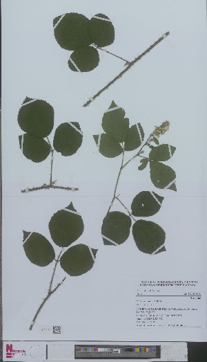  (Rubus erinulus - L 0894612)  @11 [ ] CreativeCommons - Attribution Non-Commercial Share-Alike (2012) Naturalis Biodiversity center Naturalis Biodiversity center