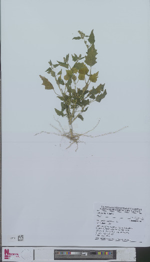  (Chenopodium hybridum - L 0894640)  @11 [ ] CreativeCommons - Attribution Non-Commercial Share-Alike (2012) Naturalis Biodiversity center Naturalis Biodiversity center