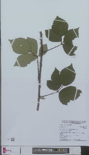  (Rubus raduloides - L 0894709)  @11 [ ] CreativeCommons - Attribution Non-Commercial Share-Alike (2012) Naturalis Biodiversity center Naturalis Biodiversity center