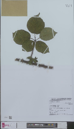  (Rubus scidularum - L 0894713)  @11 [ ] CreativeCommons - Attribution Non-Commercial Share-Alike (2012) Naturalis Biodiversity center Naturalis Biodiversity center