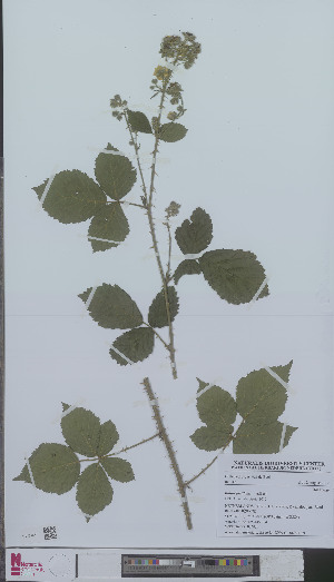  (Rubus favillatus - L 0894719)  @11 [ ] CreativeCommons - Attribution Non-Commercial Share-Alike (2012) Naturalis Biodiversity center Naturalis Biodiversity center