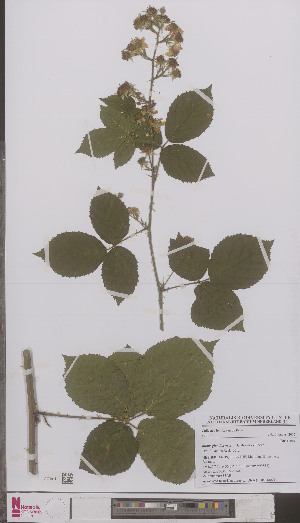  (Rubus glandithyrsos - L 0894807)  @11 [ ] CreativeCommons - Attribution Non-Commercial Share-Alike (2012) Naturalis Biodiversity center Naturalis Biodiversity center