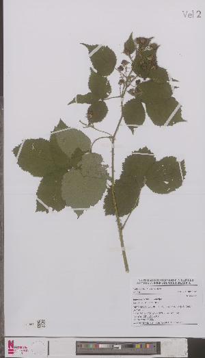  (Rubus surrectus - L 0894823)  @11 [ ] CreativeCommons - Attribution Non-Commercial Share-Alike (2012) Naturalis Biodiversity center Naturalis Biodiversity center