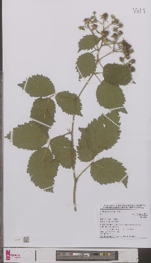 (Rubus adulans - L 0894936)  @11 [ ] CreativeCommons - Attribution Non-Commercial Share-Alike (2012) Naturalis Biodiversity center Naturalis Biodiversity center