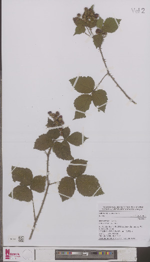  (Rubus luticola - L 0894935)  @11 [ ] CreativeCommons - Attribution Non-Commercial Share-Alike (2012) Naturalis Biodiversity center Naturalis Biodiversity center