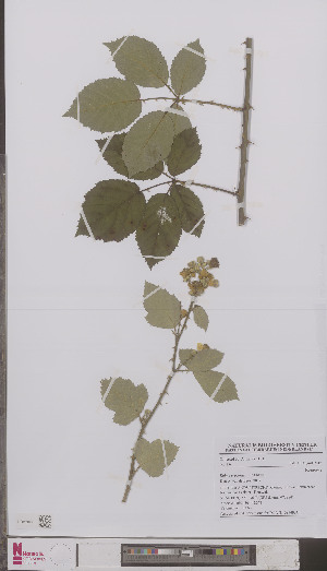  (Rubus procerus - L 0894934)  @11 [ ] CreativeCommons - Attribution Non-Commercial Share-Alike (2012) Naturalis Biodiversity center Naturalis Biodiversity center