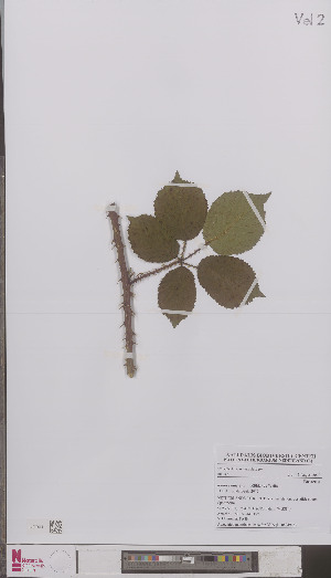  (Rubus senticosus - L 0894915)  @11 [ ] CreativeCommons - Attribution Non-Commercial Share-Alike (2012) Naturalis Biodiversity center Naturalis Biodiversity center