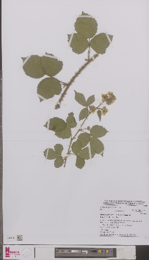  (Rubus vanwinkelii - L 0894984)  @11 [ ] CreativeCommons - Attribution Non-Commercial Share-Alike (2012) Naturalis Biodiversity center Naturalis Biodiversity center