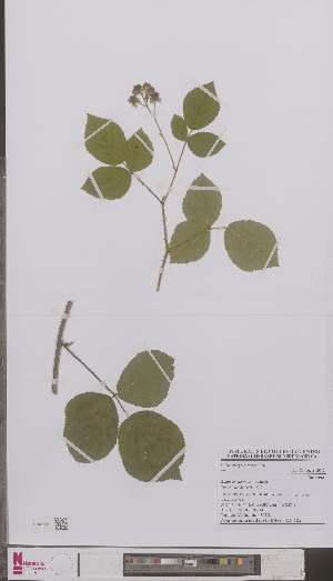  (Rubus calotemnus - L 0894982)  @11 [ ] CreativeCommons - Attribution Non-Commercial Share-Alike (2012) Naturalis Biodiversity center Naturalis Biodiversity center