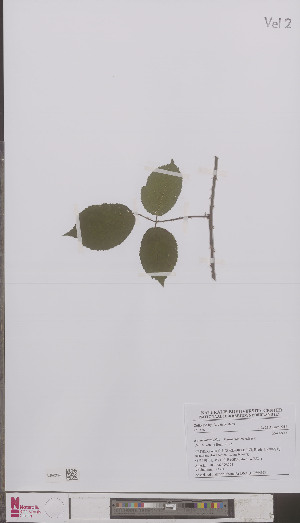  (Rubus taxandriae - L 0894979)  @11 [ ] CreativeCommons - Attribution Non-Commercial Share-Alike (2012) Naturalis Biodiversity center Naturalis Biodiversity center