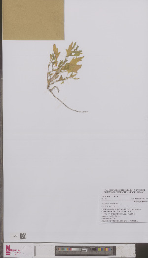  ( - L 0895063)  @11 [ ] CreativeCommons - Attribution Non-Commercial Share-Alike (2012) Naturalis Biodiversity center Naturalis Biodiversity center