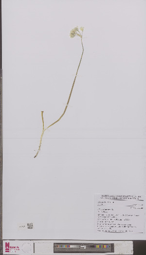  (Allium paradoxum - L 0895337)  @11 [ ] CreativeCommons - Attribution Non-Commercial Share-Alike (2012) Naturalis Biodiversity center Naturalis Biodiversity center