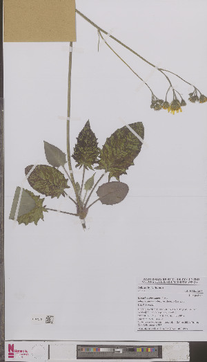  (Hieracium glaucinum similatum - L 0895455)  @11 [ ] CreativeCommons - Attribution Non-Commercial Share-Alike (2012) Naturalis Biodiversity center Naturalis Biodiversity center