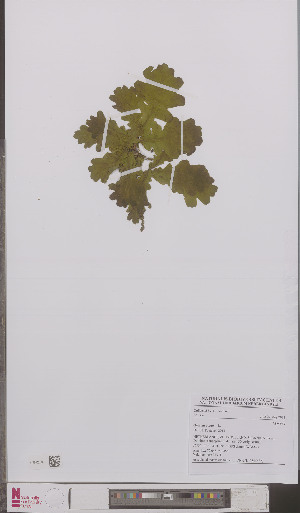  (Quercus robur - L 0895587)  @11 [ ] CreativeCommons - Attribution Non-Commercial Share-Alike (2012) Naturalis Biodiversity center Naturalis Biodiversity center