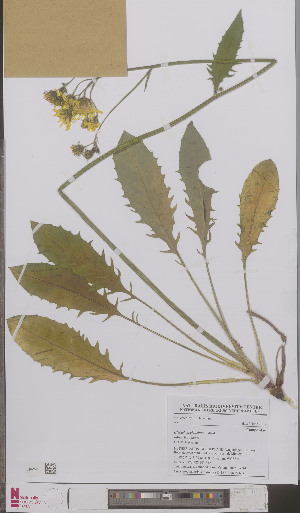  (Hieracium glaucinum basalticum - L 0895661)  @11 [ ] CreativeCommons - Attribution Non-Commercial Share-Alike (2012) Naturalis Biodiversity center Naturalis Biodiversity center