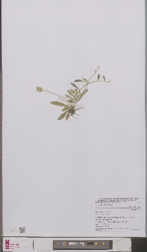  (Hieracium pilosella - L 0895641)  @11 [ ] CreativeCommons - Attribution Non-Commercial Share-Alike (2012) Naturalis Biodiversity center Naturalis Biodiversity center
