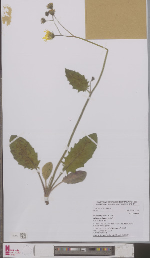  (Hieracium glaucinum soestianum - L 0895623)  @11 [ ] CreativeCommons - Attribution Non-Commercial Share-Alike (2012) Naturalis Biodiversity center Naturalis Biodiversity center