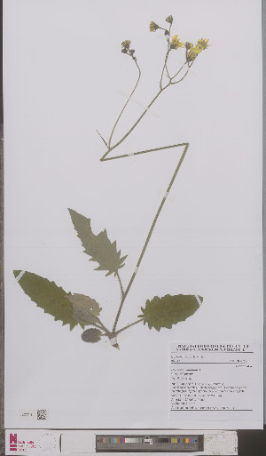  (Hieracium murorum silvularum - L 0895617)  @11 [ ] CreativeCommons - Attribution Non-Commercial Share-Alike (2012) Naturalis Biodiversity center Naturalis Biodiversity center