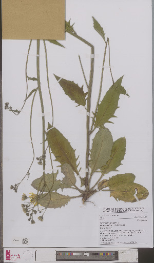  (Hieracium maculatum pollichiae - L 0895610)  @11 [ ] CreativeCommons - Attribution Non-Commercial Share-Alike (2012) Naturalis Biodiversity center Naturalis Biodiversity center