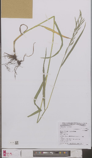  (Bromopsis inermis inermis - L 0895675)  @11 [ ] CreativeCommons - Attribution Non-Commercial Share-Alike (2012) Naturalis Biodiversity center Naturalis Biodiversity center