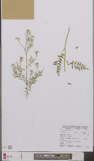  (Cardamine impatiens - L 0895689)  @11 [ ] CreativeCommons - Attribution Non-Commercial Share-Alike (2012) Naturalis Biodiversity center Naturalis Biodiversity center