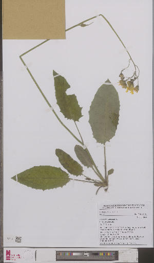  (Hieracium murorum exotericoides - L 0895702)  @11 [ ] CreativeCommons - Attribution Non-Commercial Share-Alike (2012) Naturalis Biodiversity center Naturalis Biodiversity center