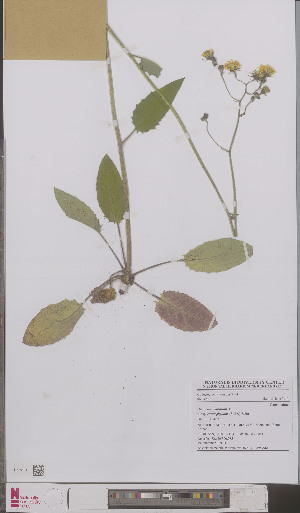  (Hieracium murorum cardiophyllum - L 0895796)  @11 [ ] CreativeCommons - Attribution Non-Commercial Share-Alike (2012) Naturalis Biodiversity center Naturalis Biodiversity center