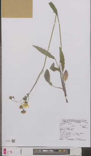  (Hieracium lachenalii festinum - L 0895795)  @11 [ ] CreativeCommons - Attribution Non-Commercial Share-Alike (2012) Naturalis Biodiversity center Naturalis Biodiversity center
