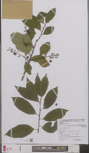  (Prunus serotina - L 0895752)  @11 [ ] CreativeCommons - Attribution Non-Commercial Share-Alike (2012) Naturalis Biodiversity center Naturalis Biodiversity center