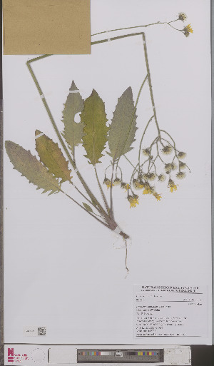  (Hieracium murorum henrardii - L 0895742)  @11 [ ] CreativeCommons - Attribution Non-Commercial Share-Alike (2012) Naturalis Biodiversity center Naturalis Biodiversity center