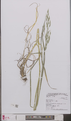  (Bromus hordeaceus - L 0895881)  @11 [ ] CreativeCommons - Attribution Non-Commercial Share-Alike (2012) Naturalis Biodiversity center Naturalis Biodiversity center