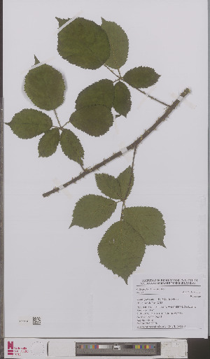  (Rubus splendidus - L 0895895)  @11 [ ] CreativeCommons - Attribution Non-Commercial Share-Alike (2012) Naturalis Biodiversity center Naturalis Biodiversity center