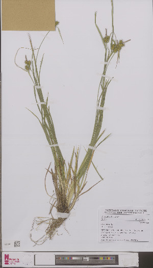  (Carex flava - L 0895921)  @11 [ ] CreativeCommons - Attribution Non-Commercial Share-Alike (2012) Naturalis Biodiversity center Naturalis Biodiversity center