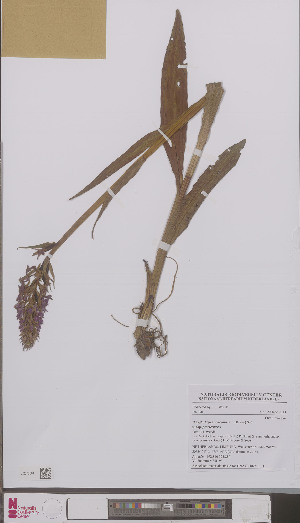  (Dactylorhiza majalis praetermissa - L 0896011)  @11 [ ] CreativeCommons - Attribution Non-Commercial Share-Alike (2012) Naturalis Biodiversity center Naturalis Biodiversity center