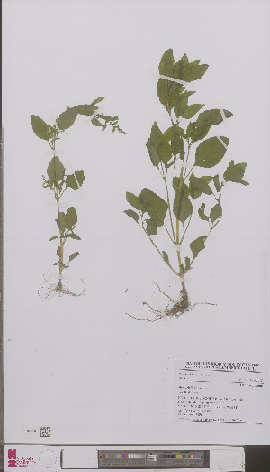  (Chenopodium polyspermum - L 0895992)  @11 [ ] CreativeCommons - Attribution Non-Commercial Share-Alike (2012) Naturalis Biodiversity center Naturalis Biodiversity center