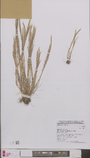  (Vulpia ciliata ambigua - L 0895972)  @11 [ ] CreativeCommons - Attribution Non-Commercial Share-Alike (2012) Naturalis Biodiversity center Naturalis Biodiversity center