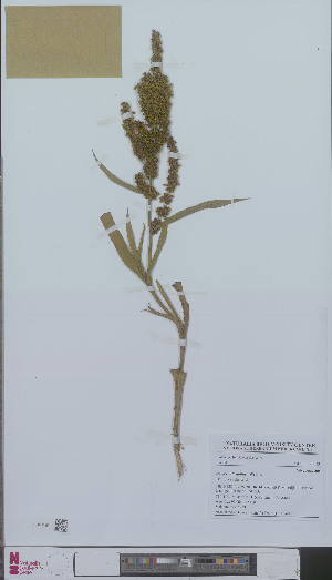  (Rumex salicifolius - L 0896072)  @11 [ ] CreativeCommons - Attribution Non-Commercial Share-Alike (2012) Naturalis Biodiversity center Naturalis Biodiversity center