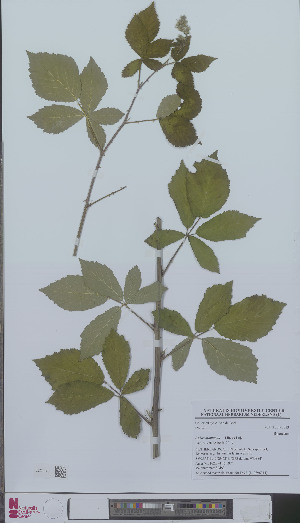  (Rubus montanus - L 0896044)  @11 [ ] CreativeCommons - Attribution Non-Commercial Share-Alike (2012) Naturalis Biodiversity center Naturalis Biodiversity center