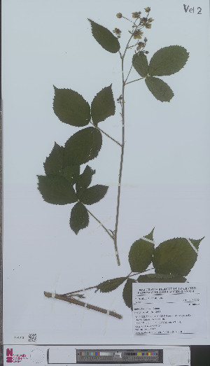  (Rubus bertramii - L 0896039)  @11 [ ] CreativeCommons - Attribution Non-Commercial Share-Alike (2012) Naturalis Biodiversity center Naturalis Biodiversity center