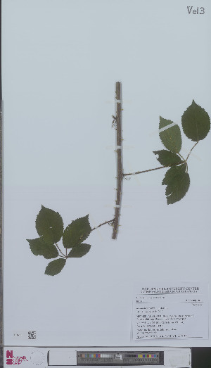  (Rubus divaricatus - L 0896117)  @11 [ ] CreativeCommons - Attribution Non-Commercial Share-Alike (2012) Naturalis Biodiversity center Naturalis Biodiversity center