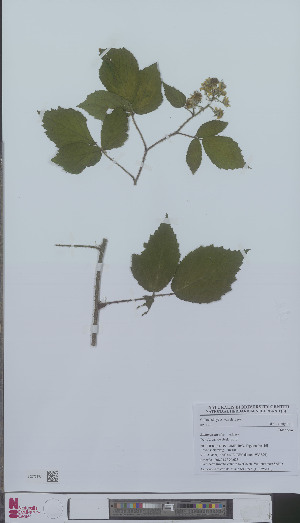  (Rubus praticolor - L 0896111)  @11 [ ] CreativeCommons - Attribution Non-Commercial Share-Alike (2012) Naturalis Biodiversity center Naturalis Biodiversity center
