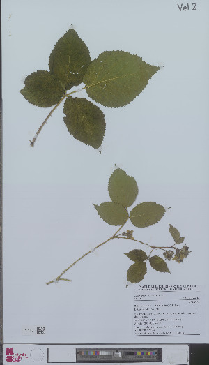  (Rubus scissoides - L 0896109)  @11 [ ] CreativeCommons - Attribution Non-Commercial Share-Alike (2012) Naturalis Biodiversity center Naturalis Biodiversity center