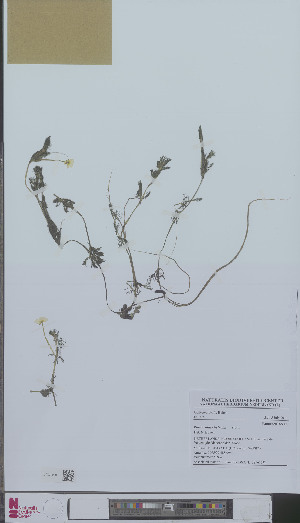  (Ranunculus circinatus - L 0896107)  @11 [ ] CreativeCommons - Attribution Non-Commercial Share-Alike (2012) Naturalis Biodiversity center Naturalis Biodiversity center