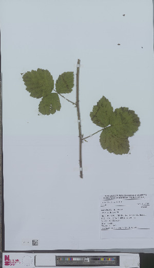  (Rubus incisior - L 0896090)  @11 [ ] CreativeCommons - Attribution Non-Commercial Share-Alike (2012) Naturalis Biodiversity center Naturalis Biodiversity center