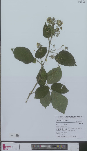  (Rubus ignoratus - L 0896085)  @11 [ ] CreativeCommons - Attribution Non-Commercial Share-Alike (2012) Naturalis Biodiversity center Naturalis Biodiversity center