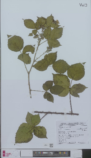  (Rubus lobatidens - L 0896084)  @11 [ ] CreativeCommons - Attribution Non-Commercial Share-Alike (2012) Naturalis Biodiversity center Naturalis Biodiversity center